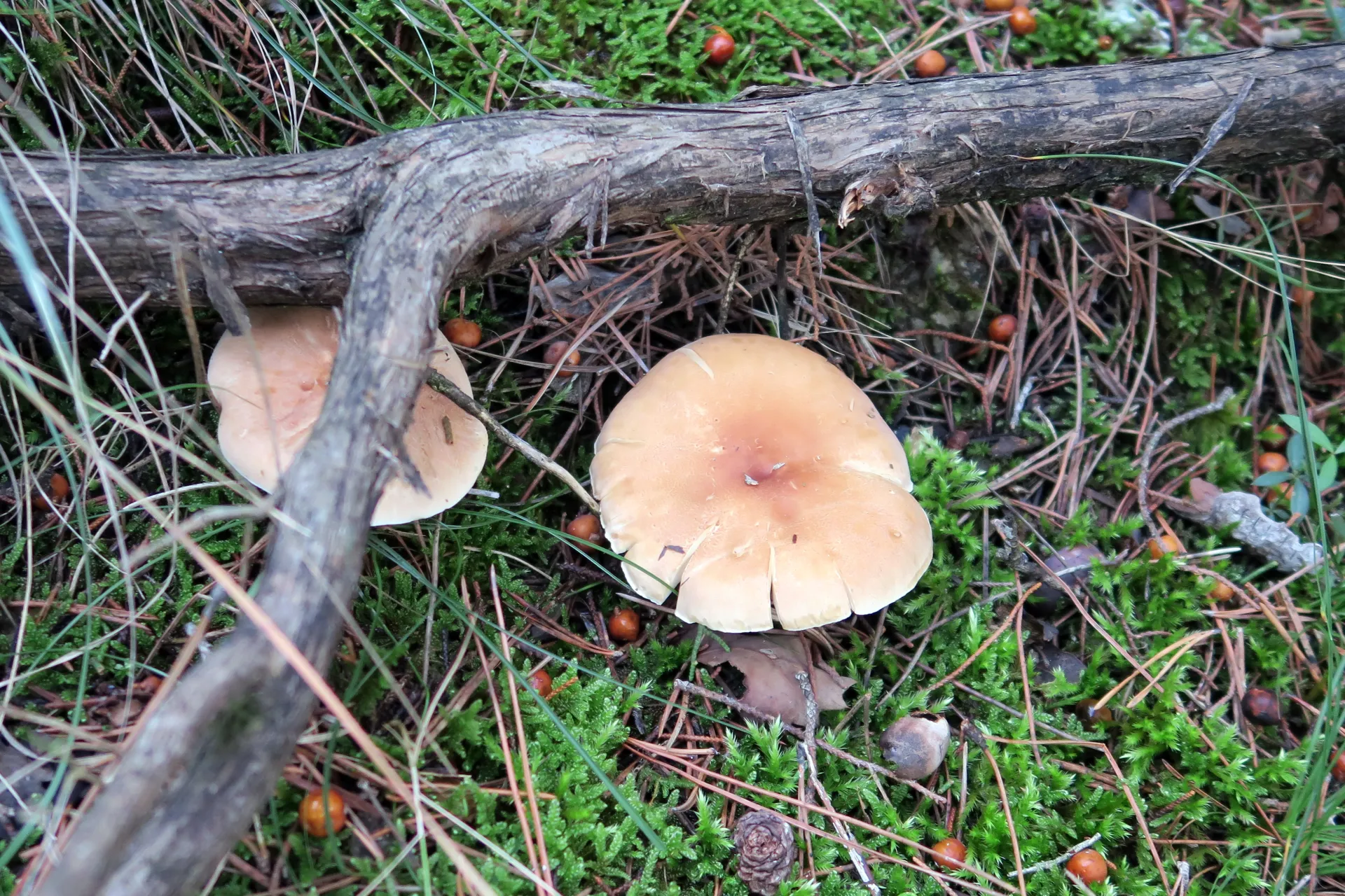 Leucopaxillus gentianeus - 1